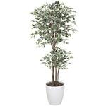 観葉植物 ベンジャミン