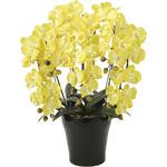 448A150 クイ-ン胡蝶蘭5本立Y アートクリエーション