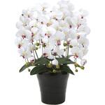 916A150 クイ-ン胡蝶蘭5本立W/AB アートクリエーション