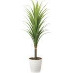 2019A350 ドラセナ1．8(ポリ製) アートクリエーション