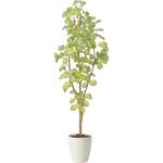 2429A240 スリムバウヒニア1．5 アートクリエーション