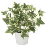 834K30 斑入りアイビ― アートクリエーション