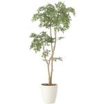 タイワンモミジ1．3 アートクリエーション