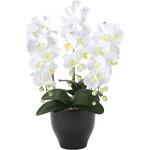 20K120 胡蝶蘭セリ-スW アートクリエーション
