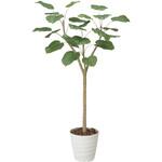 ウンベラ-タ アートクリエーション