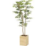 2311A550 ウッドボックスマウンテンアッシュ1．6 アートクリエーション