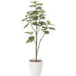 805A430 ウンベラ―タツリ―1．8 アートクリエーション