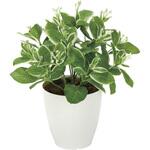 2350A70 ピトスポラム アートクリエーション