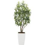 2007K880 フレッシュドラセナW1．8 アートクリエーション