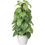 382K60 フレッシュポ-ルポトス アートクリエーション