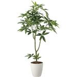 フレッシュパキラ アートクリエーション