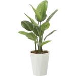 2240A160 フレッシュスキンダプサス1．0 アートクリエーション