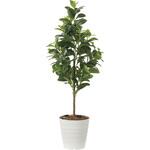 2222A150 フレッシュマネーツリー1．15 アートクリエーション