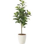 2224A120 フレッシュマネーツリー90 アートクリエーション