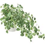 557H70 プミラ アートクリエーション