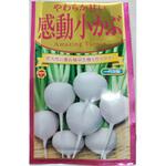 【種 たね タネ】やわらか甘い 感動 小かぶ アタリヤ農園