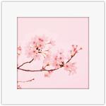 アートトワレ 桜 アートトワレ
