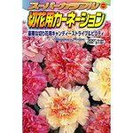 カーネーションさん専用 5月12日（日）は母の日～ コロンビア産のカーネーションの中