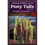 アマランサス の 種 通販モノタロウ