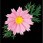 造花 デージ