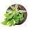 【店舗什器・備品】観葉植物壁掛け用/卓上用グリーン(生花)