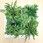 観葉植物 GREET
