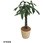 観葉植物 生木