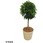 観葉植物 生木