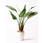 観葉植物オーガスタ