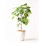 観葉植物フィカス ウンベラータ