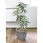 観葉植物シェフレラ アンガスティフォリア