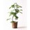 観葉植物エバーフレッシュ
