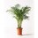 観葉植物アレカヤシ