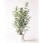 観葉植物シマトネリコ