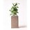 観葉植物フィカス ベンガレンシス