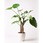 観葉植物クワズイモ