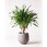 観葉植物ドラセナ パラオ