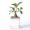 観葉植物ガジュマル