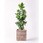 観葉植物クルシア ロゼア プリンセス