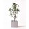 観葉植物フランスゴムの木