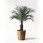 観葉植物フェニックスロベレニー