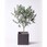 観葉植物オリーブの木