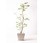 観葉植物 エバーフレッシュ 10号 ボサ造り パウダーストーン 白 【贈答用 名入れ】