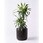 観葉植物ドラセナ ワーネッキー レモンライム