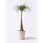 観葉植物トックリラン