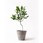 観葉植物アマゾンオリーブ (ムラサキフトモモ)