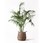 観葉植物ケンチャヤシ