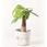 【店舗什器・備品】観葉植物パキラ
