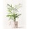 観葉植物テーブルヤシ