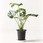 観葉植物モンステラ